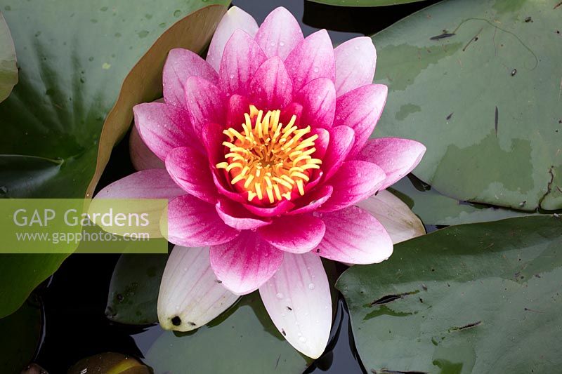 Nymphaea 'Attraction' - Waterlily 'Attraction'  