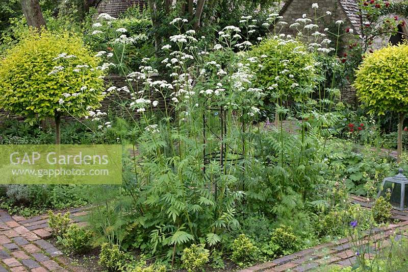 Walkways of reclaimed brick divide a shady garden, whose rectangular beds are planted with Valeriana officinalis and punctuated with lollipop Ligustrum ovalifolium 'Aureum' - Golden Privet standards. 