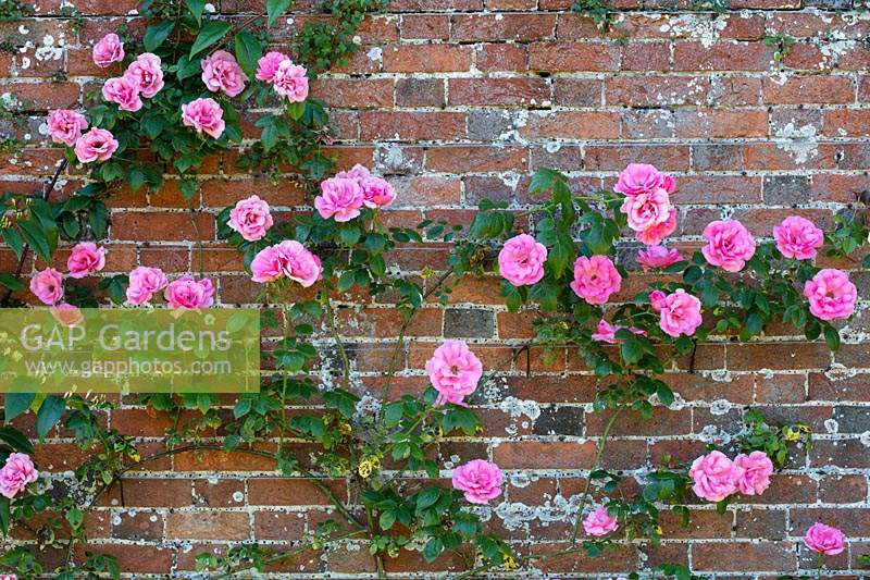 Rosa 'Bantry Bay' trained on a lichen encrusted brick garden wall. Wiltshire, UK. 