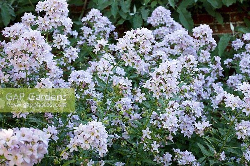 Campanula lactiflora 'Loddon Anna' - Milky Bellflower 'Loddon Anna'