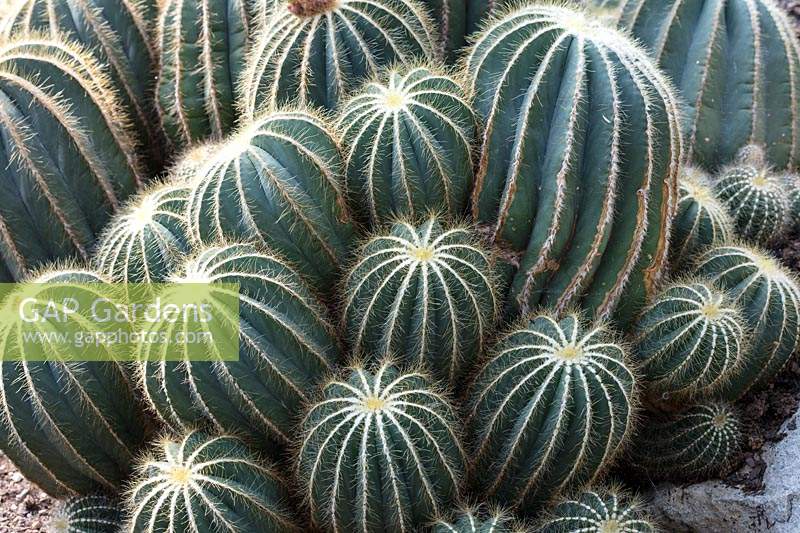 Parodia magnifica - Ball Cactus 