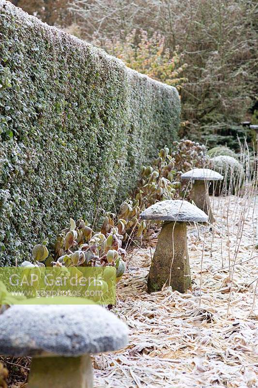 Line of mushroom-shaped staddle stones and frosted hydrangeas by Taxus - Yew hedge. 