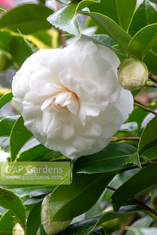 Camellia japonica 'Candidissma'  