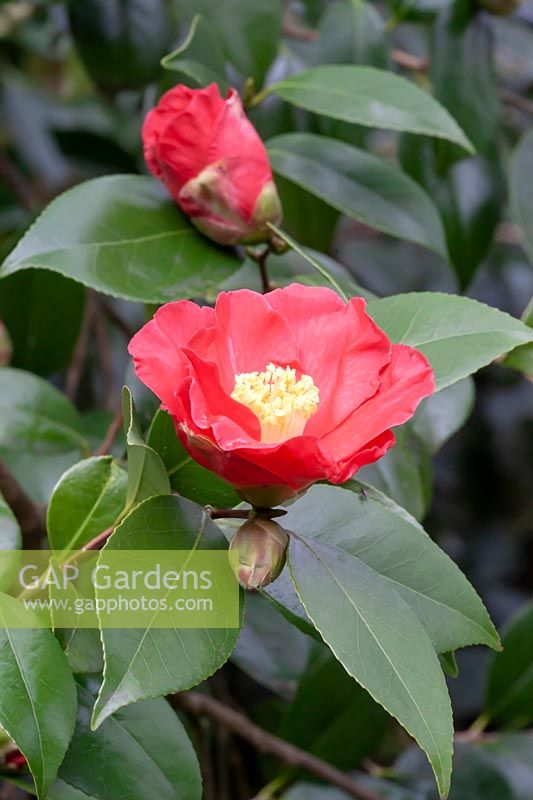 Camellia japonica 'Juno' 