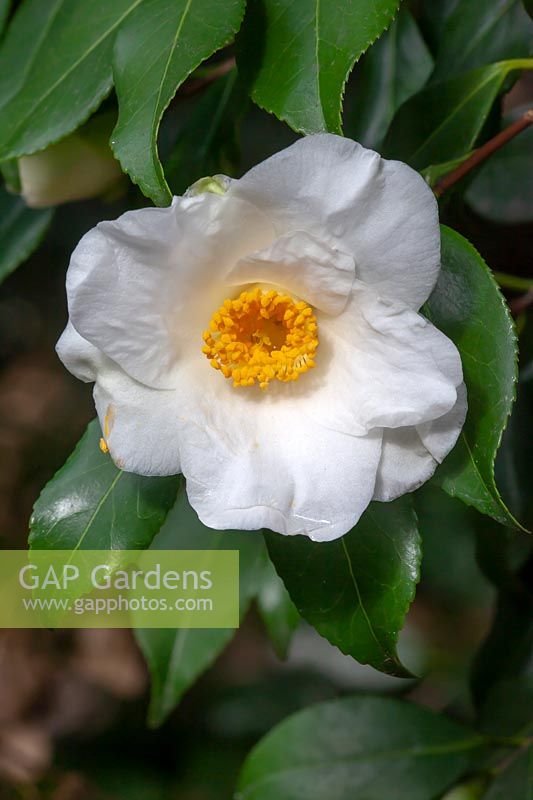 Camellia japonica 'Latifolia'  
