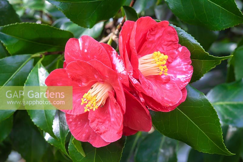 Camellia japonica 'Satanella' 