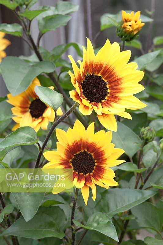 Helianthus 'SunBelievable Brown Eyed Girl' - sunflower with dark stems