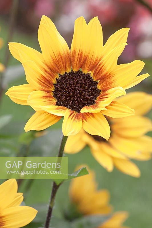 Helianthus 'SunBelievable Brown Eyed Girl' - Sunflower