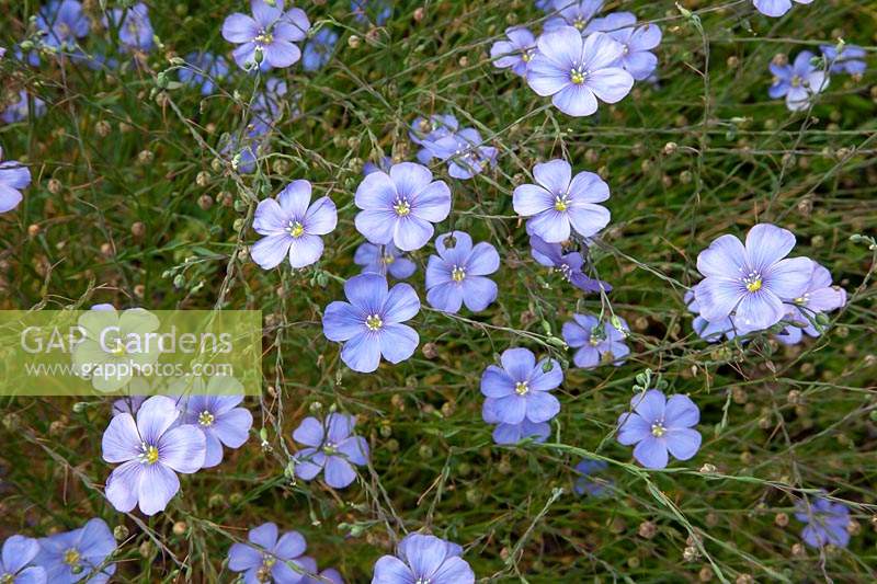 Lithodora diffusa 'Heavenly Blue' - Purple Gromwell 'Heavenly Blue' 