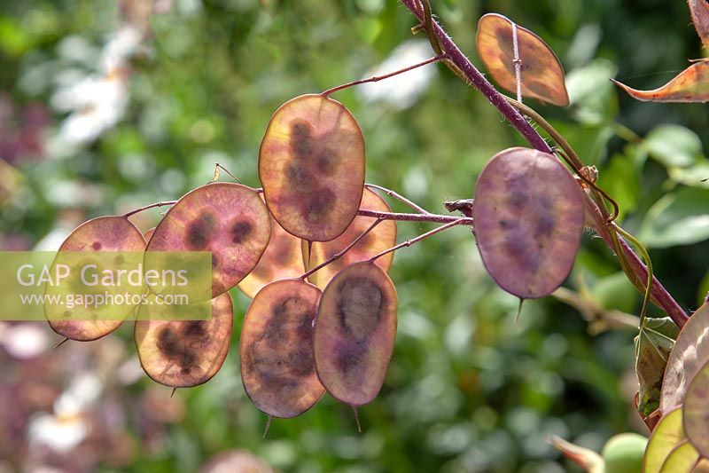 Lunaria annua - honesty - showing seedheads with seeds visible 