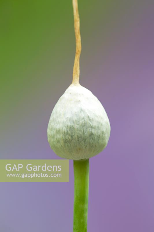 Allium cepa - onion - flower bud