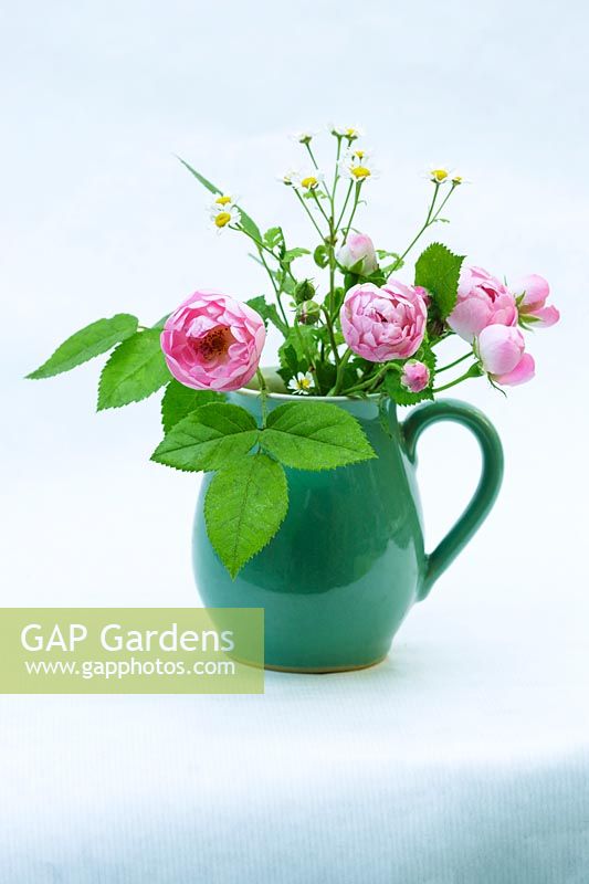 Flowers of Rosa 'Raubritter' 'Macrantha' hybrid in ceramic jug against plain background. 
