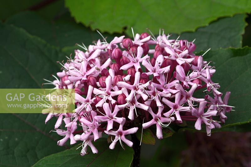 Clerodendrum bungei - Glory Flower