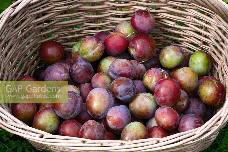 Basket of harvested plums - Prunus domestica 'Marjorie's Seedling' 