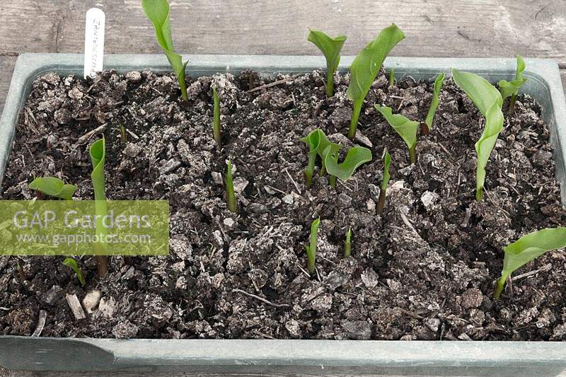 Zantedeschia - Calla Lily seedings in seed tray. 