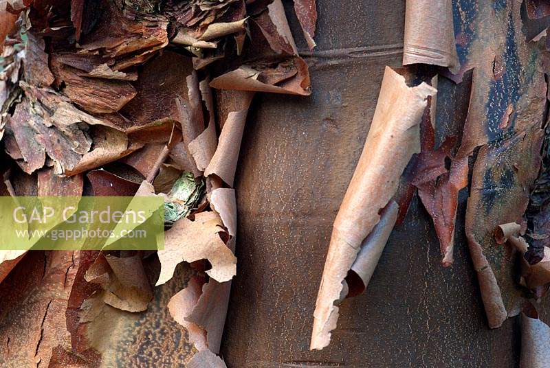 Acer griseum - paperbark maple - showing peeling bark