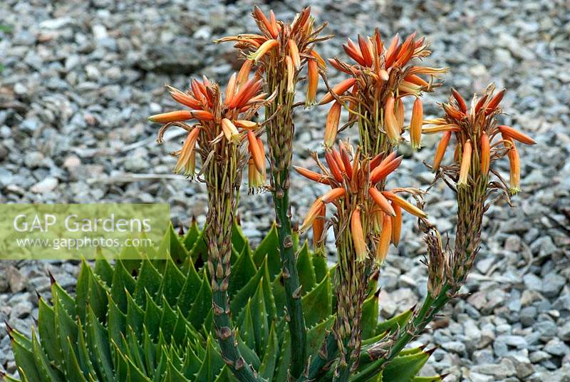 Aloe broomii -  Ventnor Botanic Garden