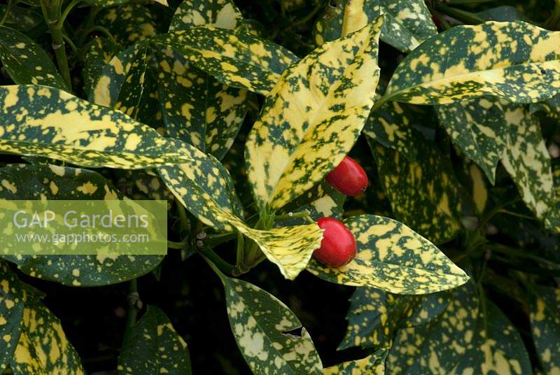 Aucuba japonica 'Crotonifolia' - variegated foliage and red berries