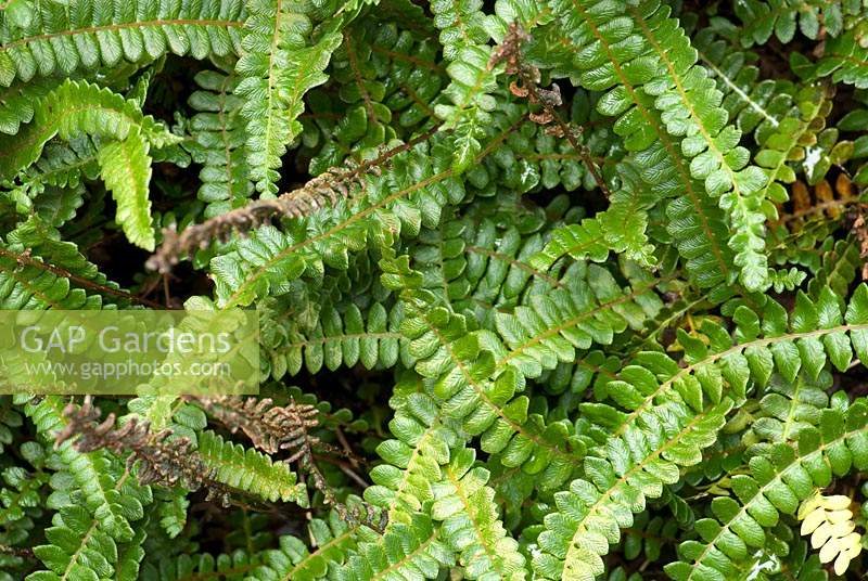 Blechnum penna-marina - alpine water fern