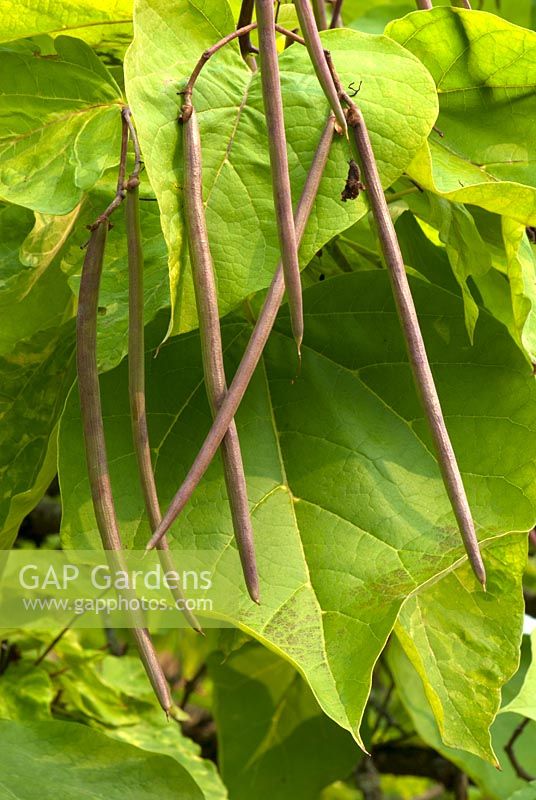 Catalpa bignonioides 'Aurea' - golden Indian bean tree - leaves and seed capsules