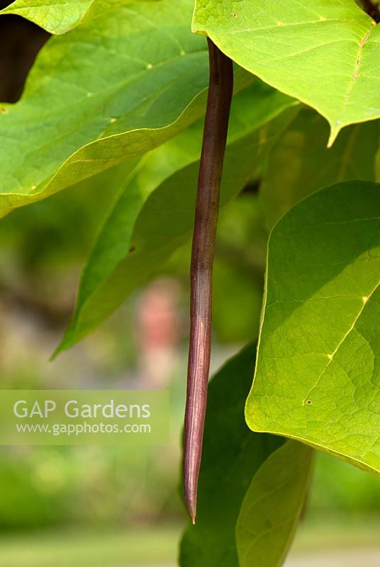 Catalpa bignonioides 'Aurea' - Golden Indian Bean Tree