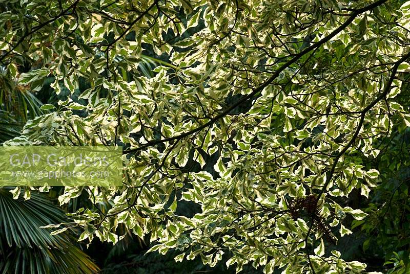View looking up at canopy of Cornus controversa 'Variegata' - giant dogwood
