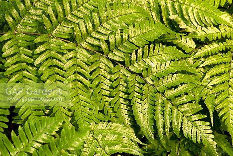 Dryopteris erythrosora - Japanese wood fern