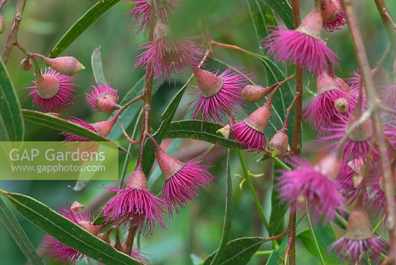 Eucalyptus leucoxylon rosea