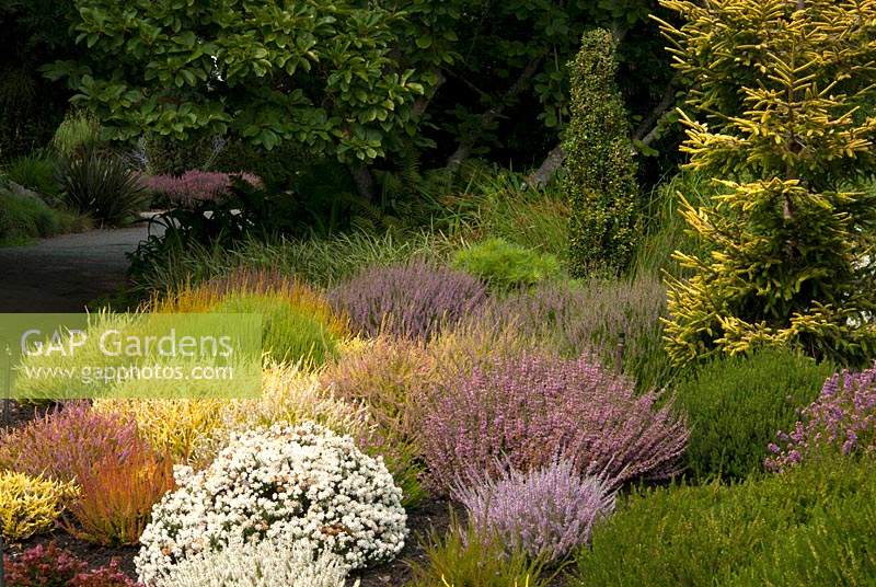 Heather bed of different varieties near conifers