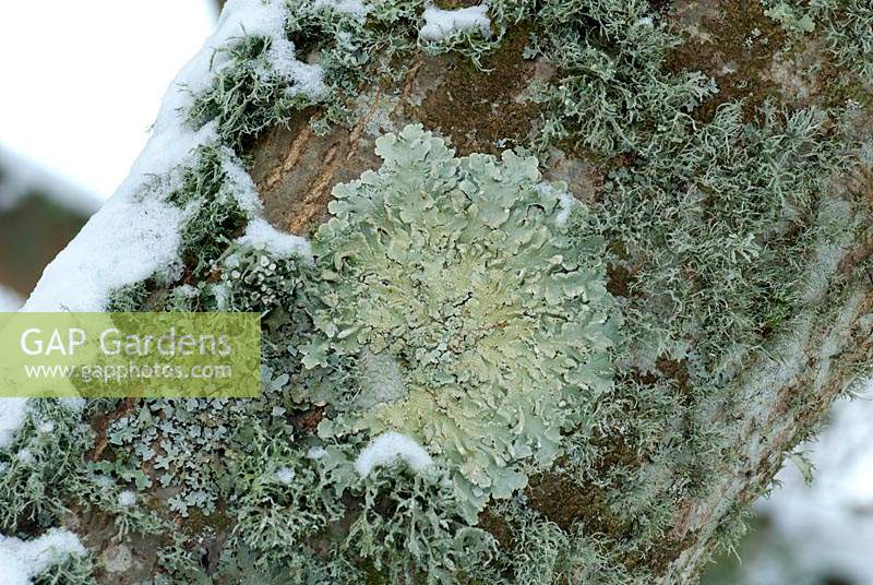 Lichen on tree trunk with snow
