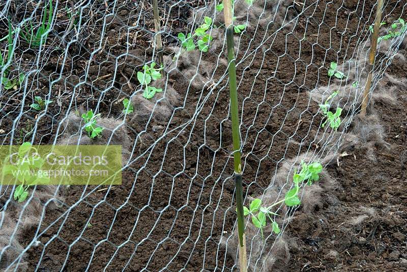 Pea sugarsnap 'Nairobi' seedlings with horsehair slug protection 