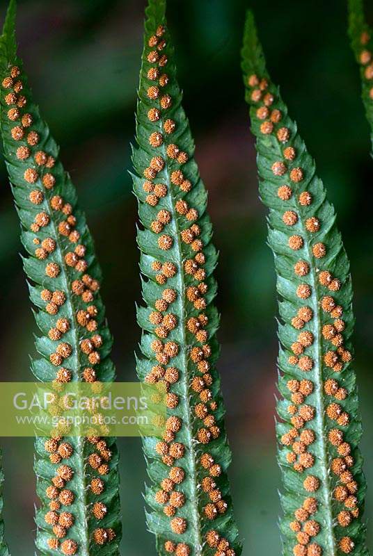 Polystichum munitum - Western sword fern