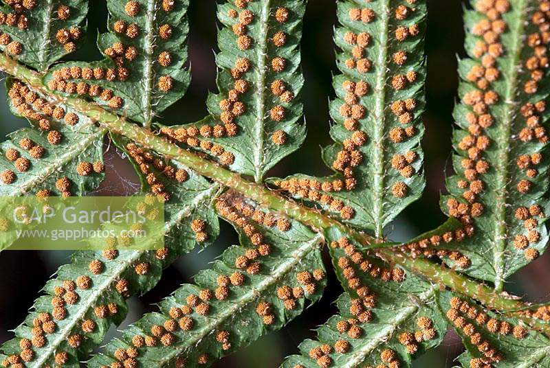 Polystichum munitum - underside of fern leaf showing spores