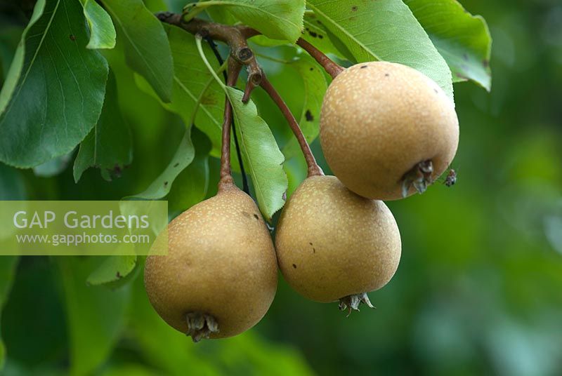 Pyrus communis pyraster 'Perry Pear'
