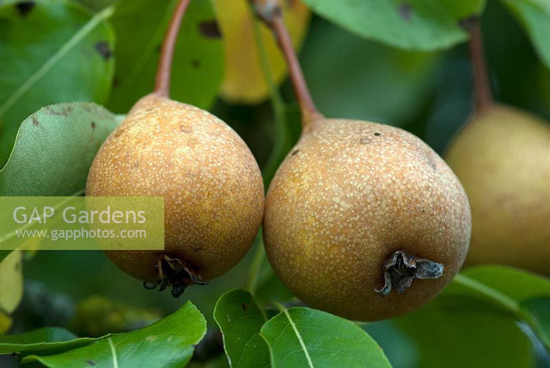 Pyrus communis pyraster 'Perry pear'