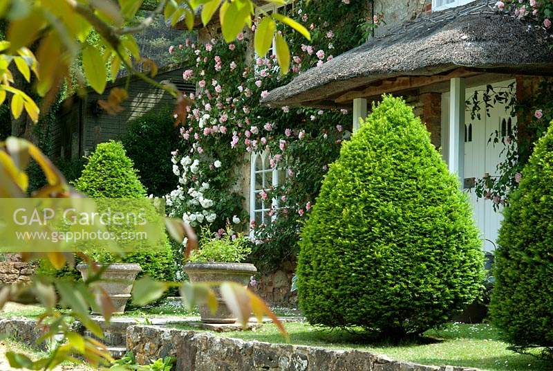 Front of house with thatched porch, Rosa 'Albertine' on house wall and 
Taxus baccata - yew - topiary and containers at entrance