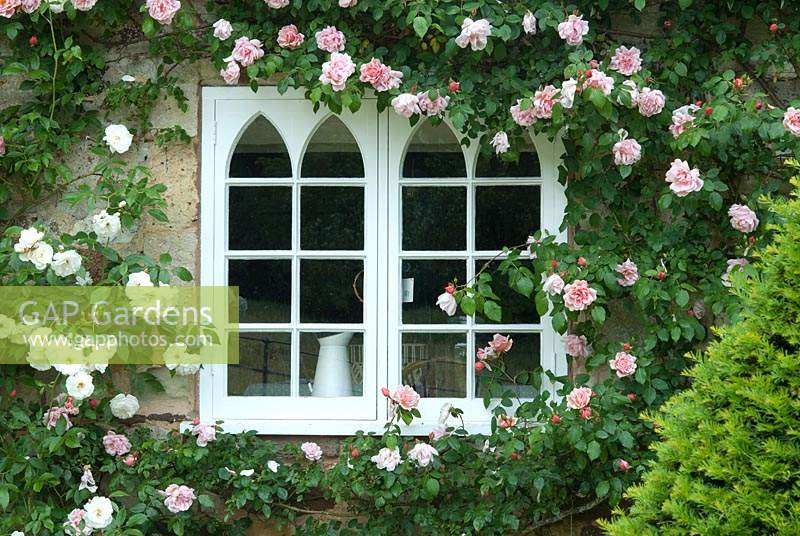 Rosa 'Albertine' and Rosa 'Iceberg' growing on front of house. 