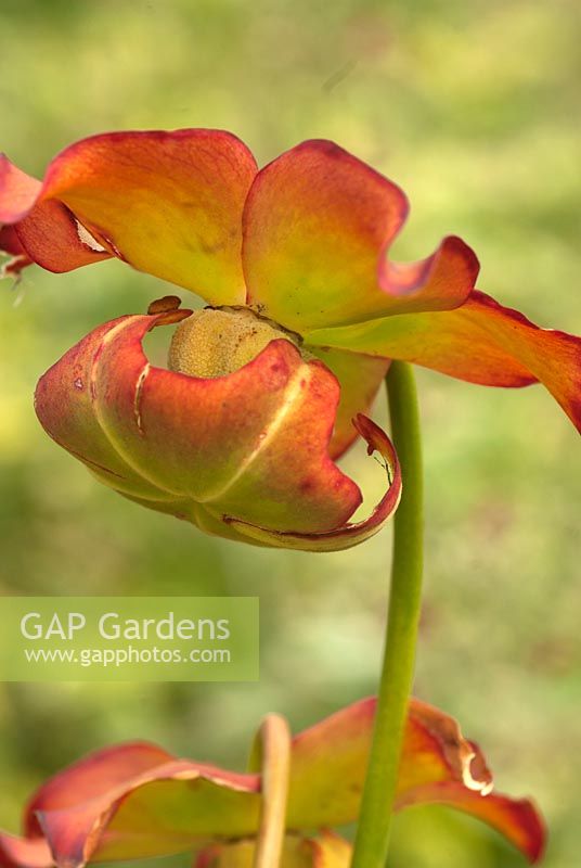 Sarracenia minor - hooded pitcher plant