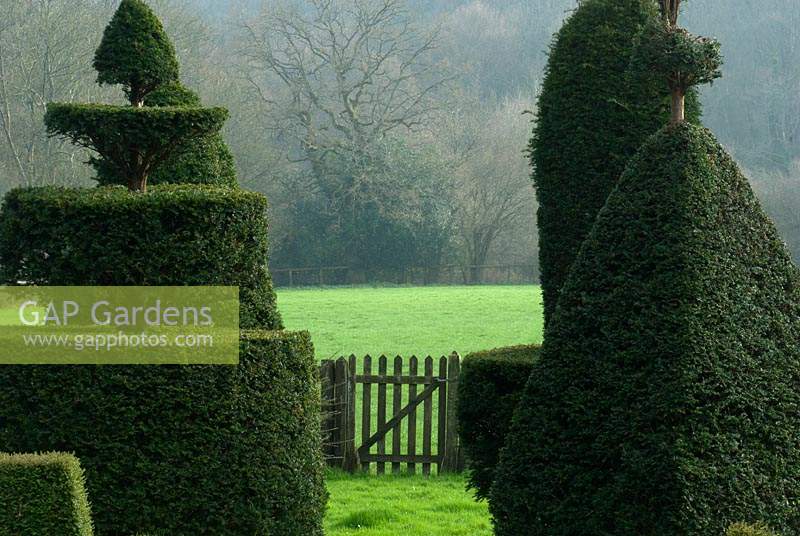 View through Taxus baccata - yew - topiary to gate to field and woodland beyond