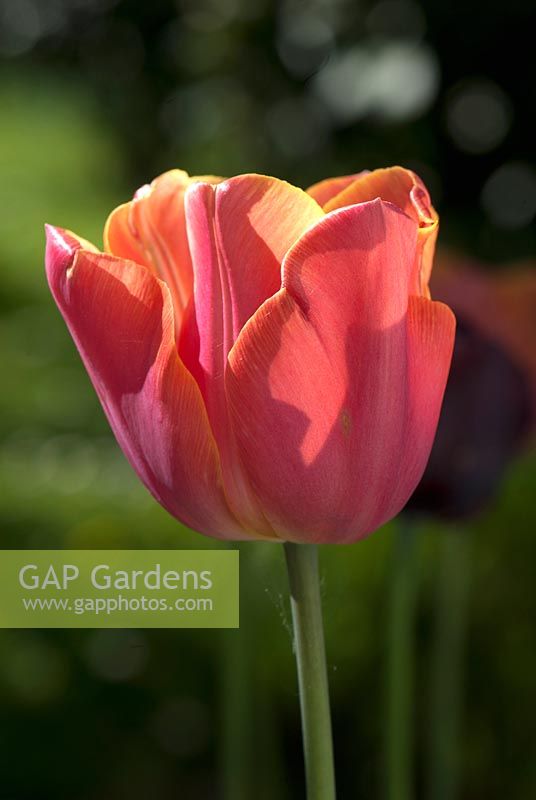 Tulipa 'Jimmy' - tulip
