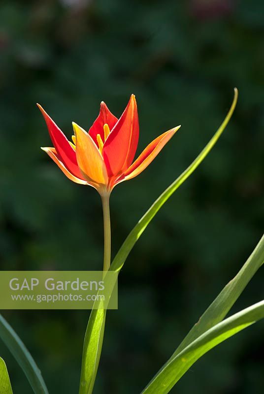 Tulipa sprengeri - Sprenger Tulip