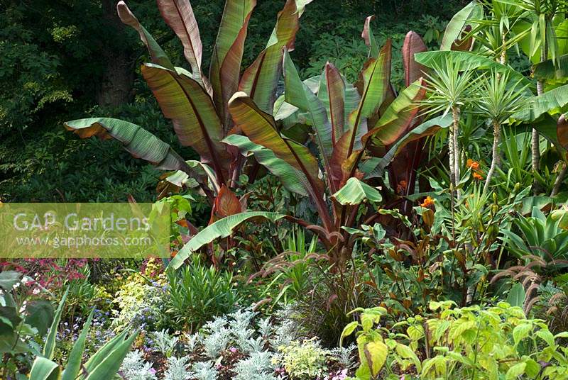 Mixed border, including tender Ensete ventricosum 'Maurelii'- banana palm. Van Dusen Botanical Garden, Vancouver, Canada
