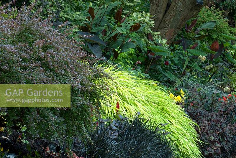 Bed of dark-leaved foliage from shrubs and perennials with the contrast of 
Hakonechloa macra 'All Gold'
