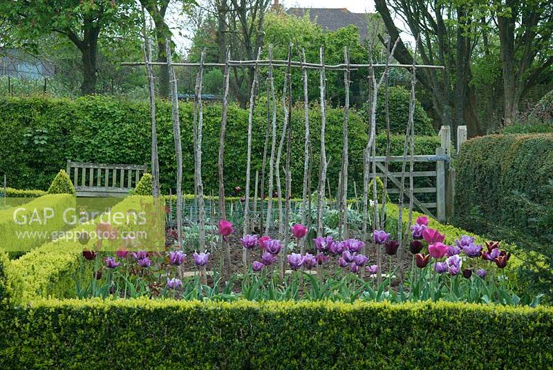 Enclosed vegetable garden with beds edged with Buxus - box - and containing rows of Tulipa - tulips - and 
hazel plant supports