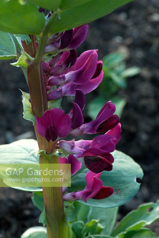 Vicia faba - Broad bean with crimson flowers