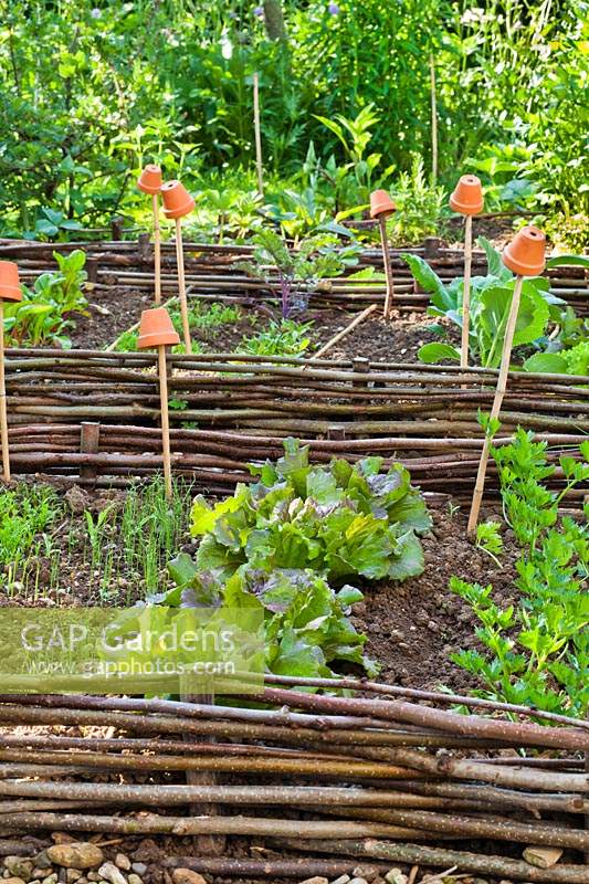 Mixed vegetable beds with celery and lettuces.