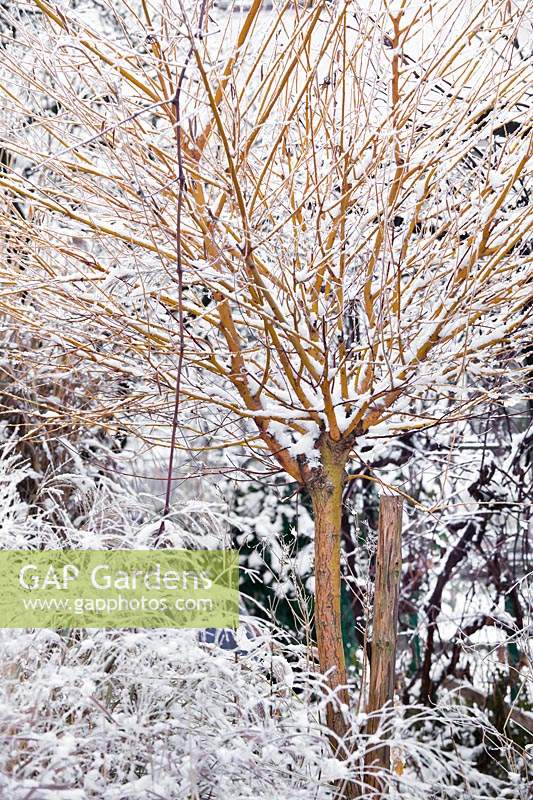 Salix viminalis colourful stems even in snow