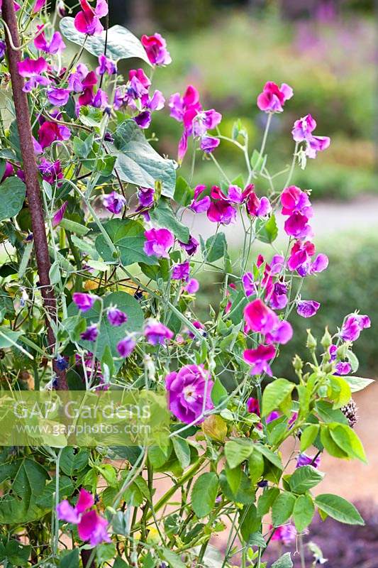 Lathyrus odoratus - sweetpeas -  trained up metal support with Rosa - rose
