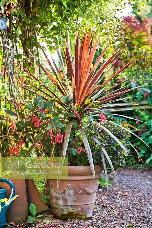 Terracotta container planted with Cordyline australis 'Red Star' and 
Fuchsia triphylla 'Gartenmeister Bonstedt'