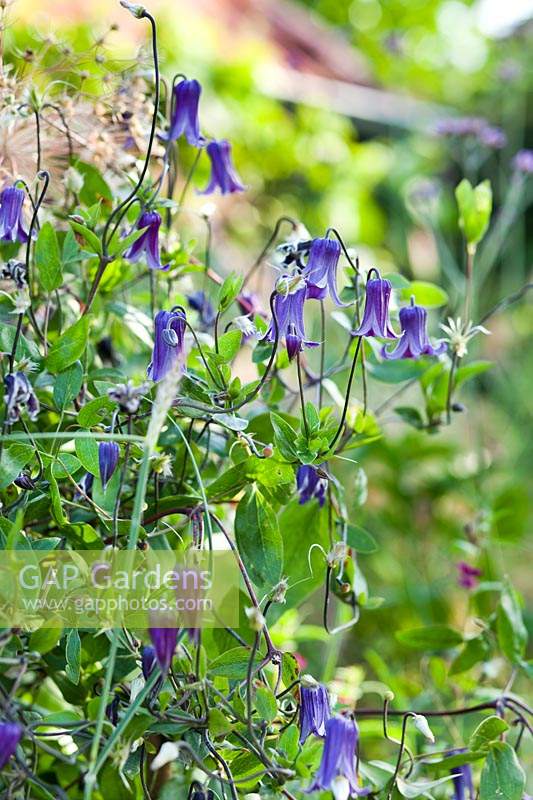 Clematis 'Rooguchi' - integrifolia type that is non-clinging so often used as herbaceous clematic  